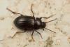 Nalassus sp.